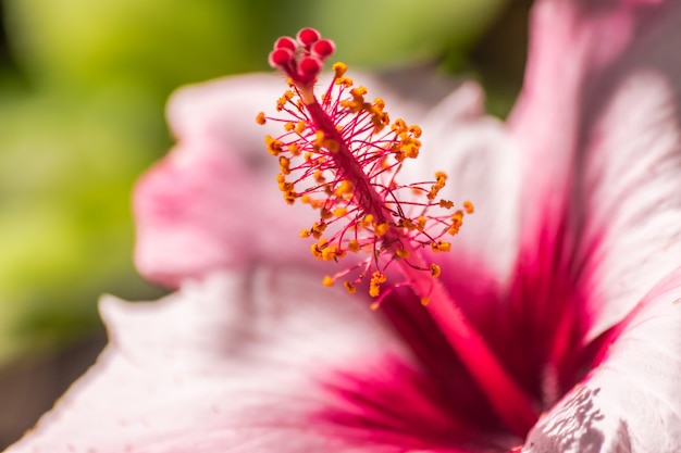 detalle de una flor de hibisco rosa con luz solar
