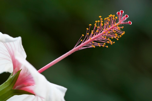 Foto detalle de flor de ibiscus