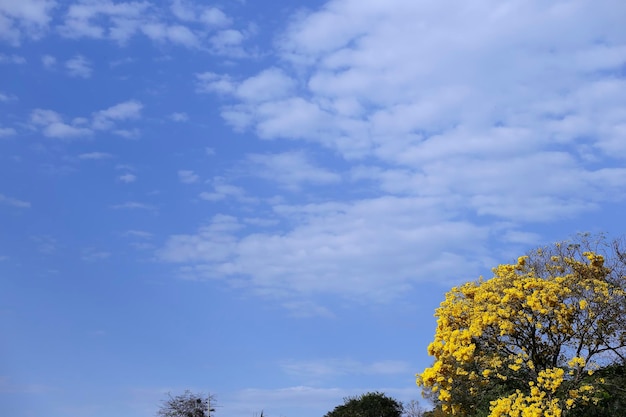 Detalle de la flor del ipe amarillo con cielo azul