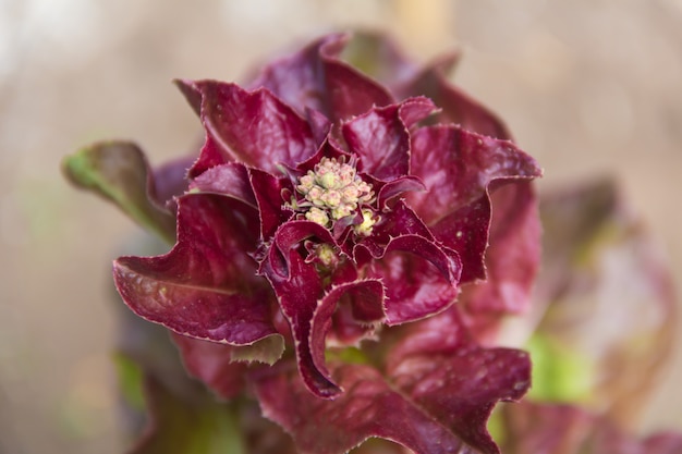 Detalle de flor de lechuga morada en el huerto ecológico