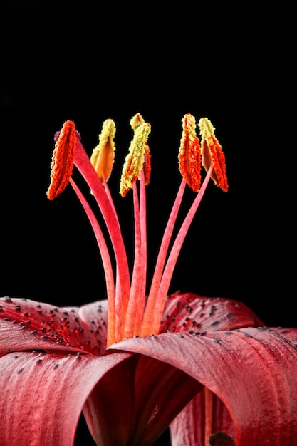 Detalle de flor de lilium.