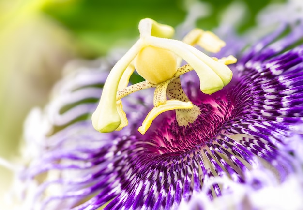 Detalle de la flor de la passiflora púrpura floreciente