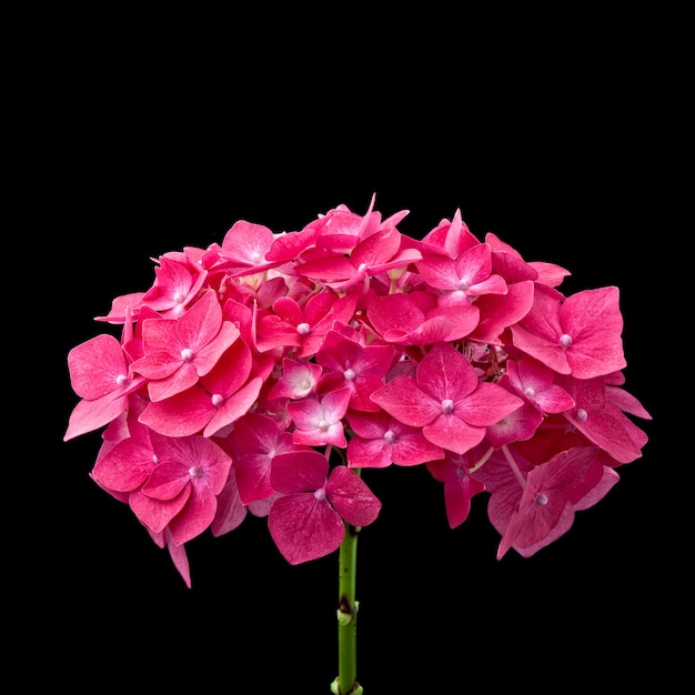 Detalle de flor roja