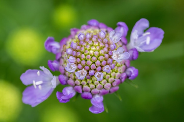 Detalle de flor de scabiosa Atrae insectos flora auxiliar