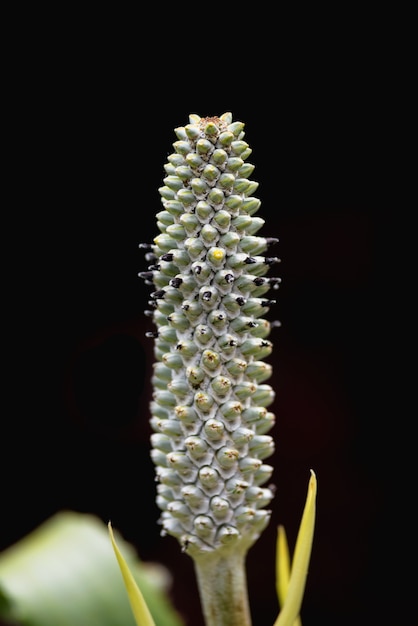 Detalle de la flor tropical