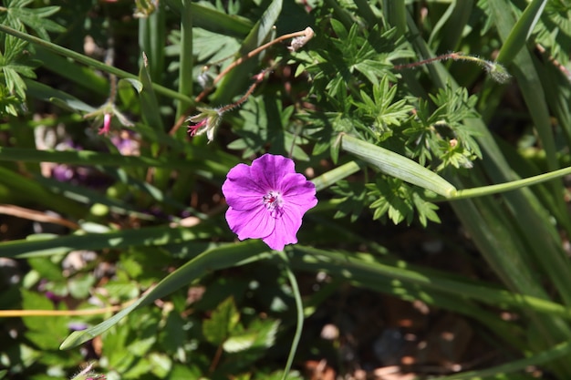 Detalle de flor violeta en primavera verano