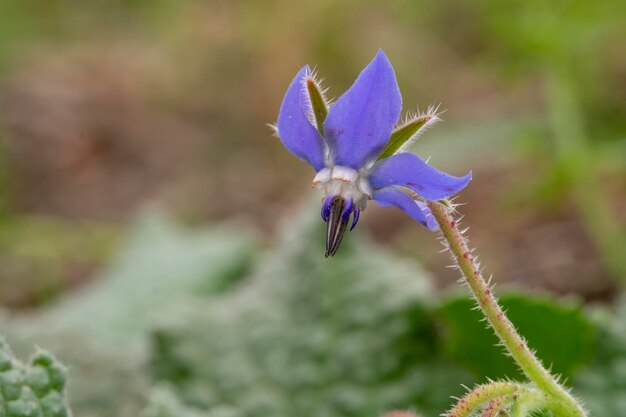 Detalle de las flores azules de la planta de borraja aislado sobre fondo natural