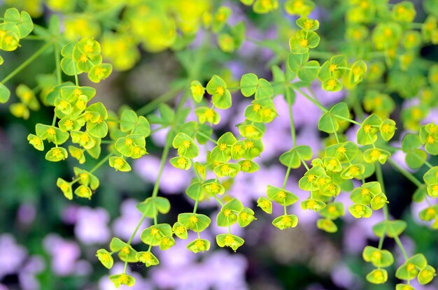 Detalle de las flores de la euforbia Euphorbia sp