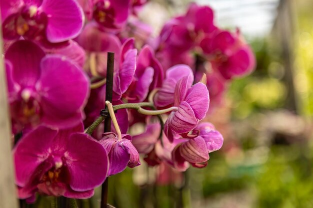 Detalle de flores de Phalaenopsis