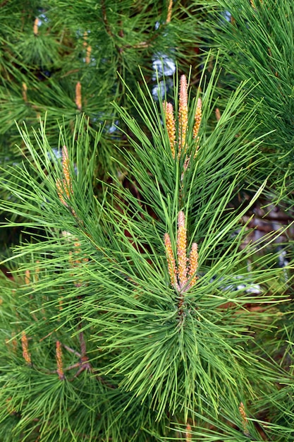 Detalle de las flores del pino piñonero Pinus pinea