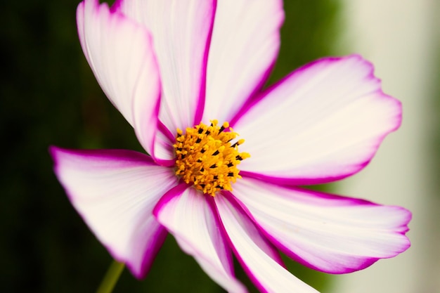 Foto detalle con foco superficial de flor blanca con estambres amarillos verde blackground borroso