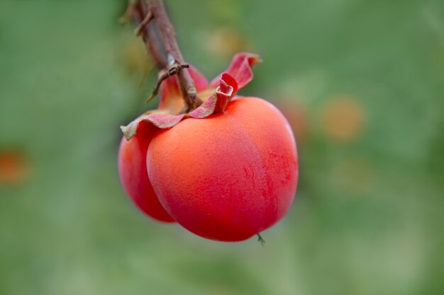 Detalle de la fruta del caqui en naranja vivo