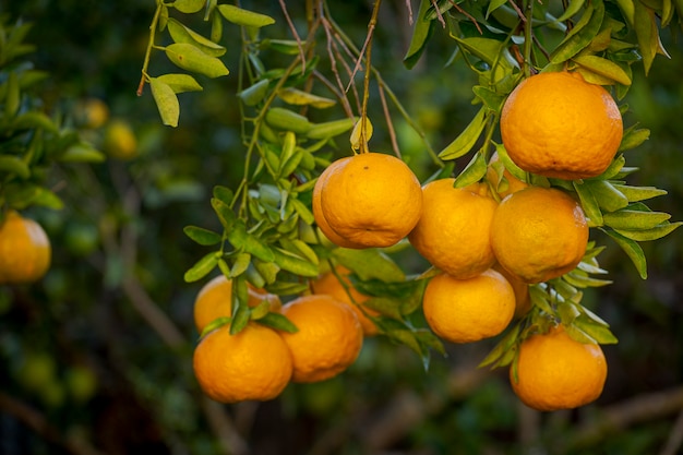 Detalle de la fruta mandarina orgánica en el árbol del patio trasero