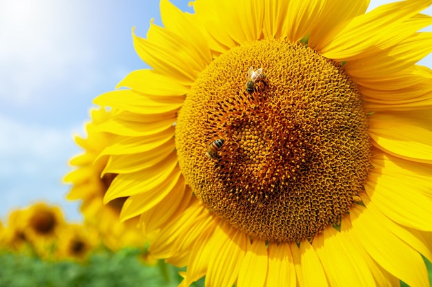 Detalle de un girasol en plena floración primaveral con abejas recogiendo néctar