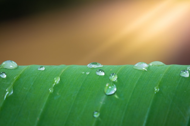 Foto detalle de gotas de agua sobre hojas de plátano