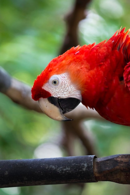 Detalle de guacamaya roja