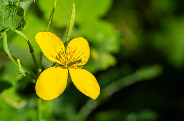 Detalle de la hermosa flor de color amarillo intenso de la planta Chelidonium majus aislada sobre fondo natural