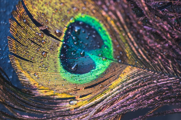 Foto detalle de la hermosa pluma de pavo real exótica con gota de agua
