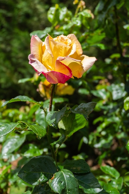 Detalle de una hermosa rosa roja y amarilla aislada del fondo