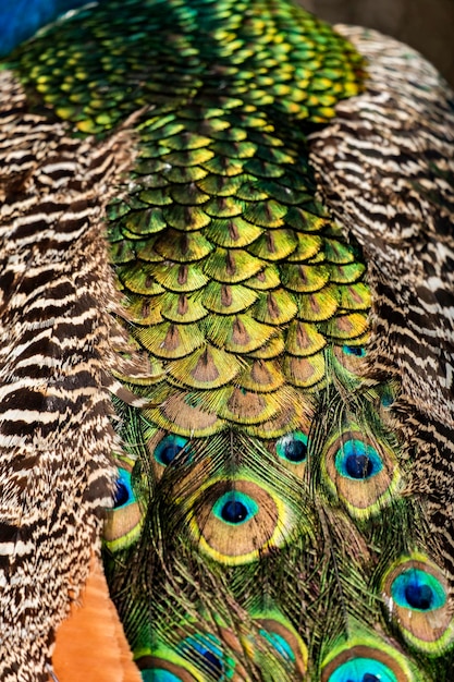 Detalle del hermoso y colorido plumaje de un pavo real