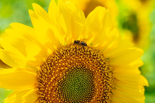 Detalle de un hermoso girasol en un campo de girasoles en verano abierto mirando el sol