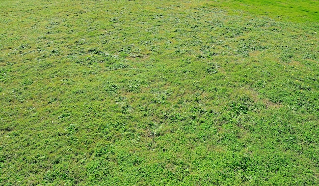 Detalle de hierba verde en un día soleado