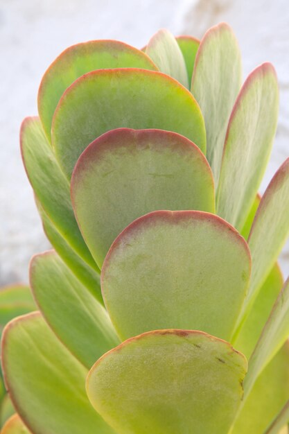 Detalle de hoja de cactus en Benidorm Alicante España