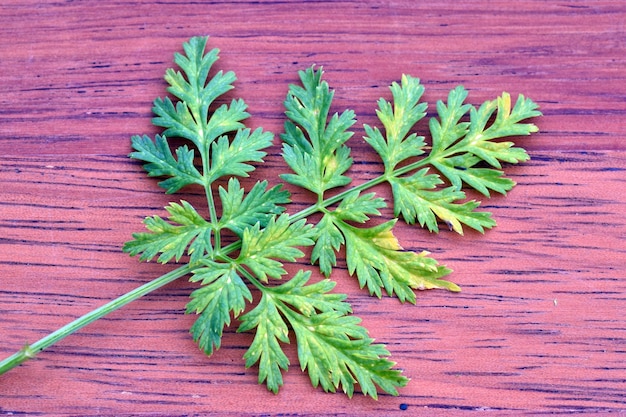 Foto detalle de una hoja de hemlock conium maculatum en una mesa de madera