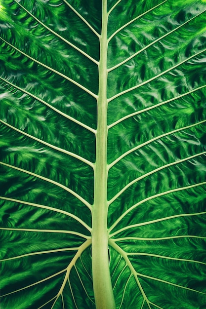 Detalle de hoja de palma, textura del fondo abstracto