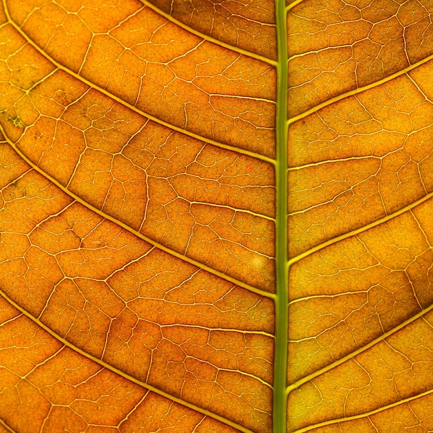 detalle de la hoja, textura del fondo abstracto