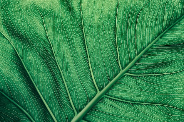 Detalle de hoja verde, fondo de textura abstracta