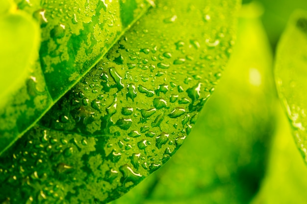 Detalle de una hoja verde