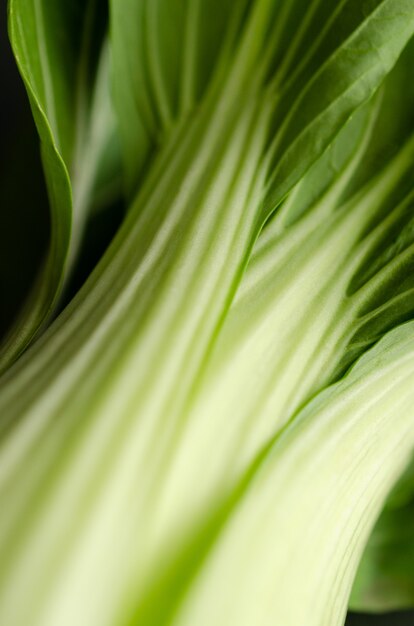 Detalle de hojas de bok choi.