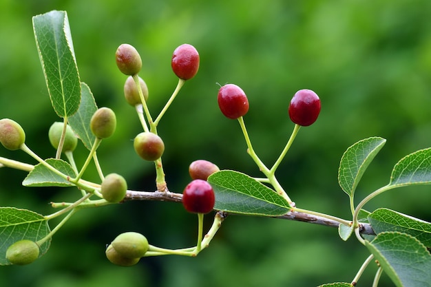 Detalle de las hojas y frutos del cerezo mahaleb Prunus mahaleb