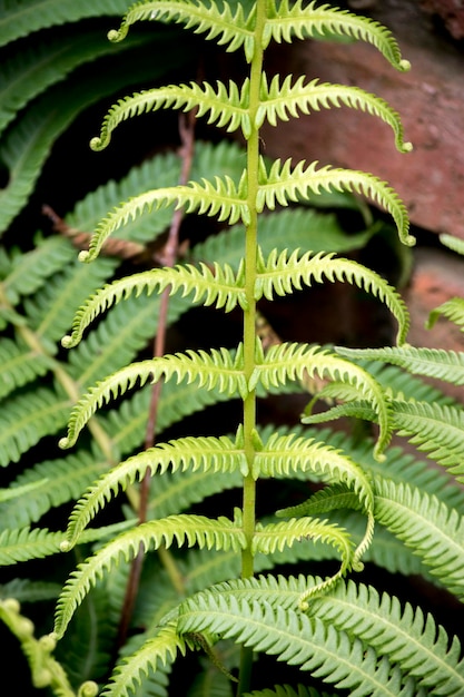 Foto detalle de las hojas de un helecho filicopsida