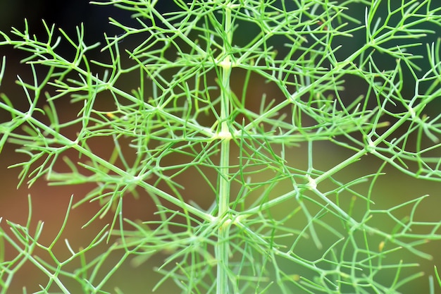 Foto detalle de las hojas de hinojo foeniculum vulgare es una planta medicinal y un condimento