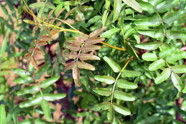 Detalle de las hojas del pistacho Atlas Pistacia atlantica un árbol nativo de las Islas Canarias y el Norte de África