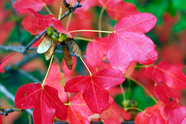 Foto detalle de las hojas rojas del arce de montpellier acer monspessulanum en otoño