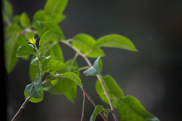 Detalle de las hojas verdes de una planta