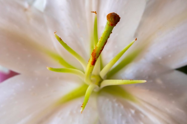 Detalle del interior de una flor de lirio