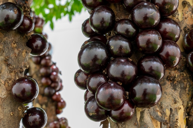 Detalle de Jabuticabas madurando en el árbol. Jaboticaba es la uva autóctona de Brasil.