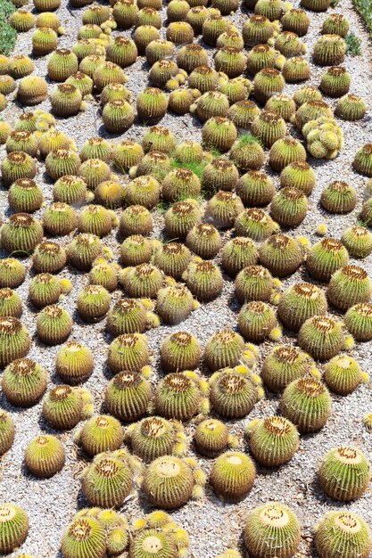 Detalle de un jardín de cactus, útil también para conceptos