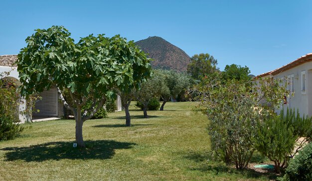 Foto detalle de un jardín típico del sur de cerdeña en italia, con una montaña al fondo tomada al mediodía.