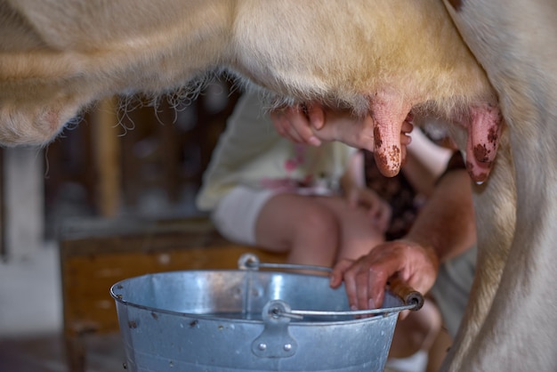 Detalle de la leche de ordeño manual en una pequeña granja rural