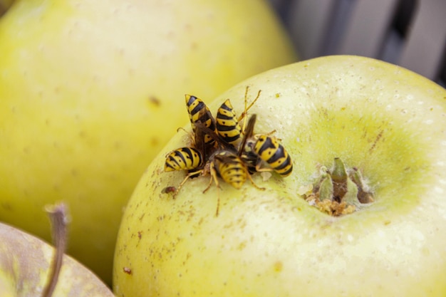 Detalle macro de abejas se alimentan de una manzana. Primer plano de Wasp Abdomens en una manzana. Enjambre de avispas chaqueta amarilla comiendo manzana roja sobre el césped