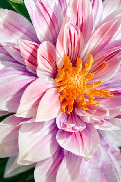 Detalle macro de coloridas microfotografías de flores rosas en flor Ilustraciones generativas de IA