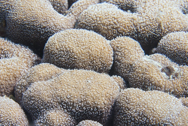 Detalle macro de coral duro de Raja Ampat, Papua Indonesia