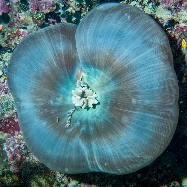 Detalle macro de coral duro de Raja Ampat, Papua Indonesia