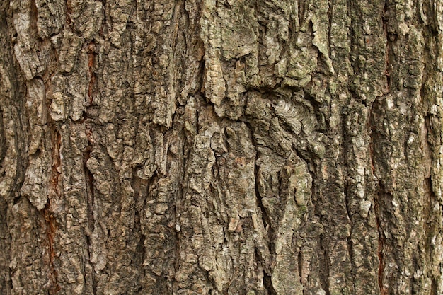 Foto detalle de macro de corteza de árbol