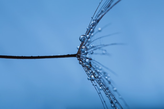 Detalle macro de diente de león con gotas de agua